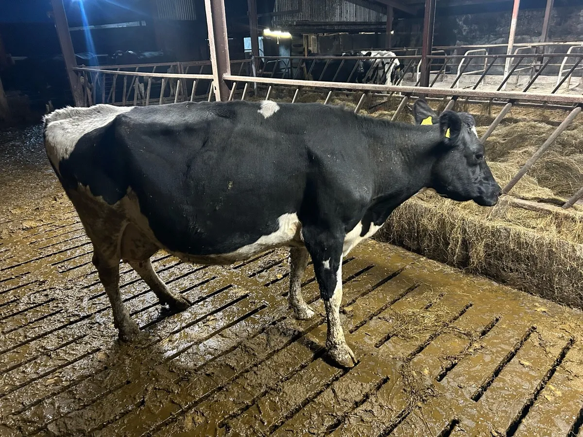 Fresian cow - Image 3