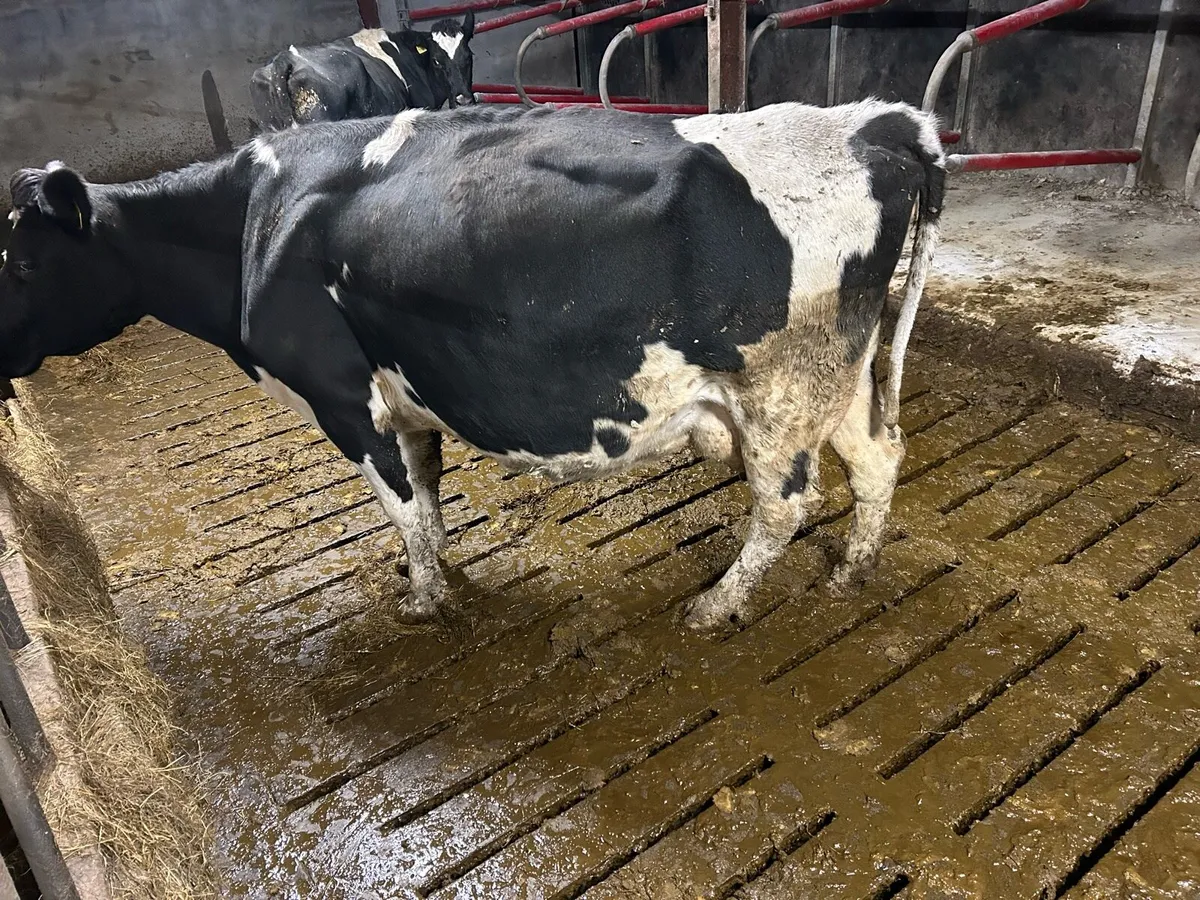 Fresian cow - Image 4