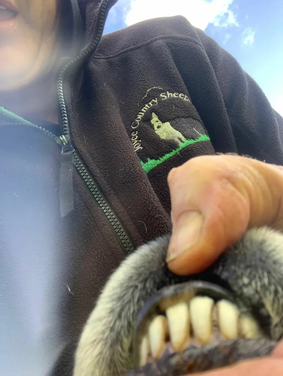 Blackface Ram for sale - Image 2