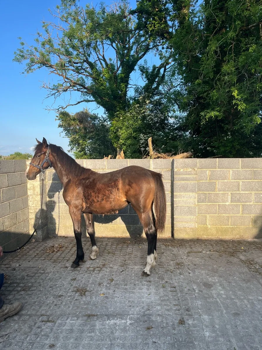 2 cobs for sale - Image 1