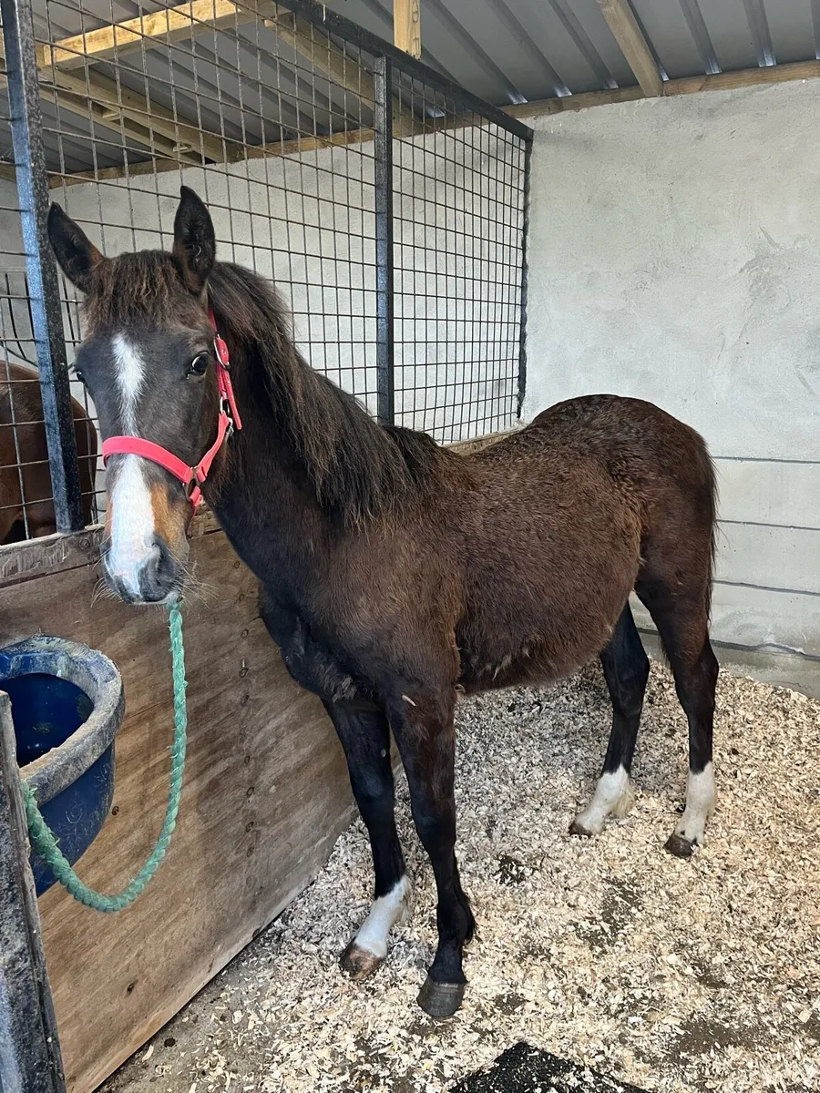 2 cobs for sale - Image 2