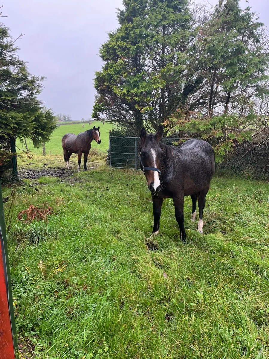 2 cobs for sale - Image 3