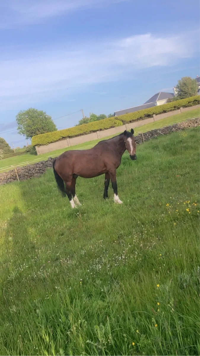 2 cobs for sale - Image 4