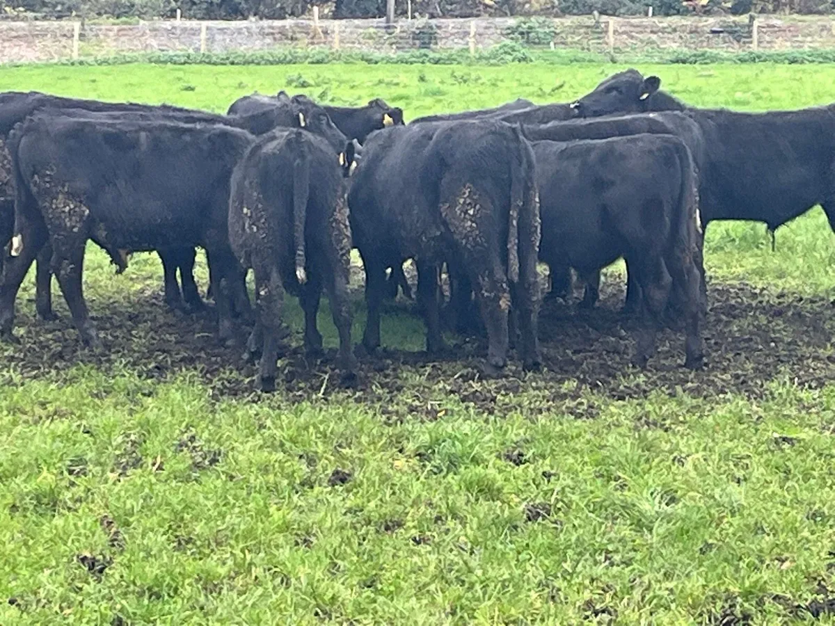 Bull Weanlings - Image 1