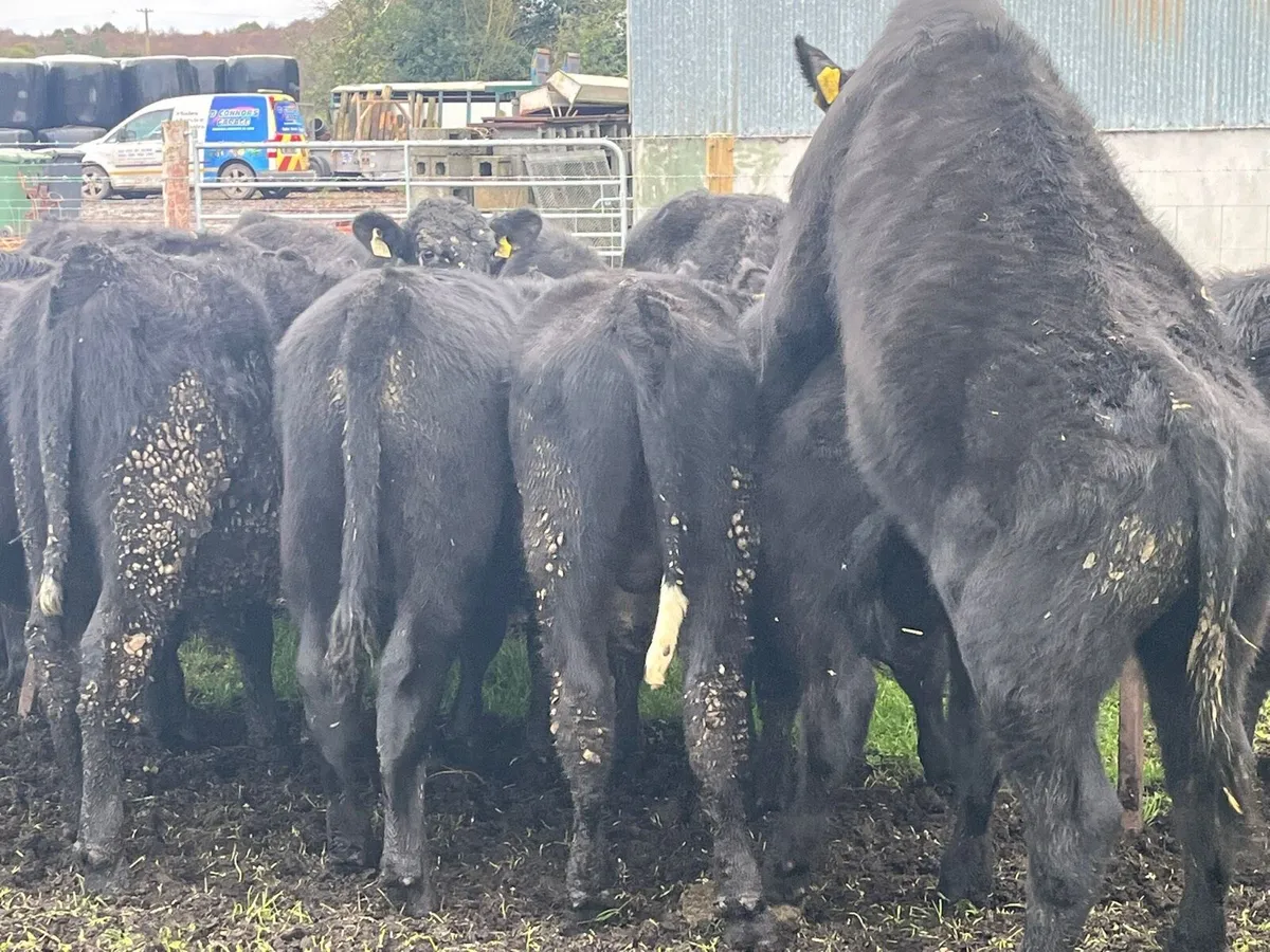 Bull Weanlings - Image 2