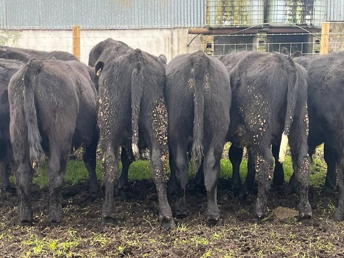 Bull Weanlings - Image 3