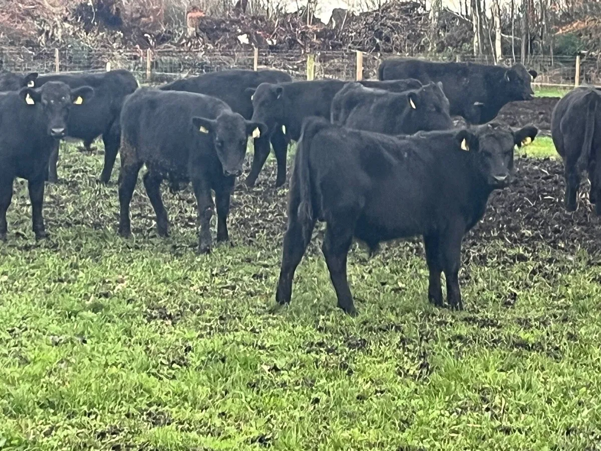 Bull Weanlings - Image 4
