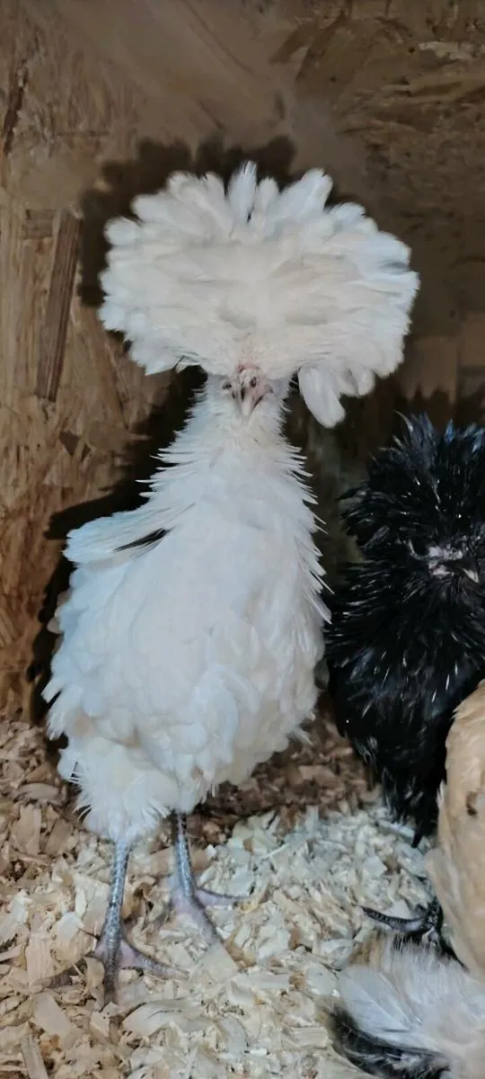 Polish chickens, wyadottes, ducks, orpingtons - Image 1