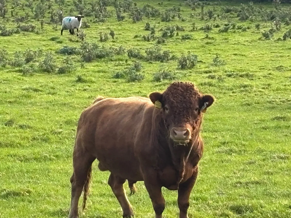 Dexter teaser bull - Image 1