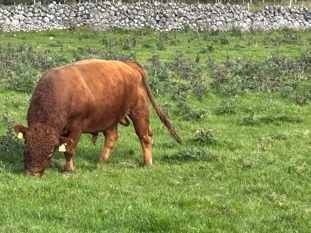 Dexter teaser bull - Image 2