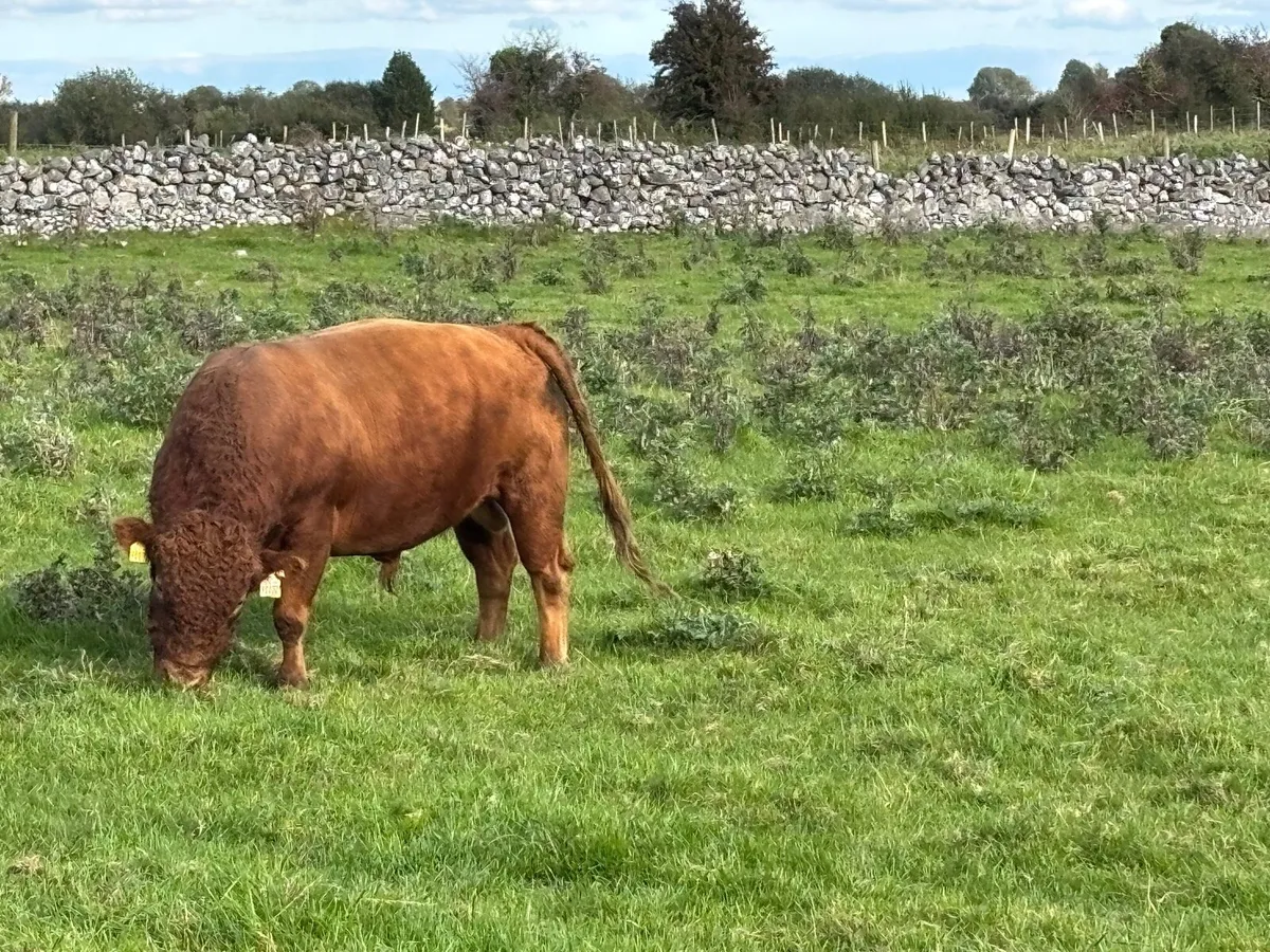 Dexter teaser bull - Image 3