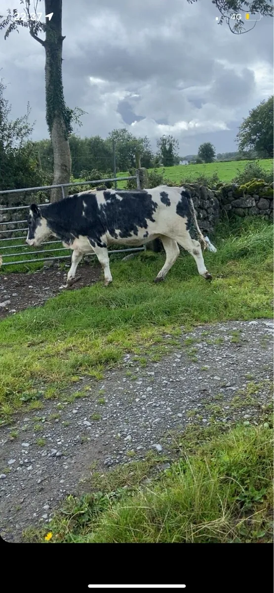 ⭐️pedigree Belgian blue calf’s ⭐️ - Image 2