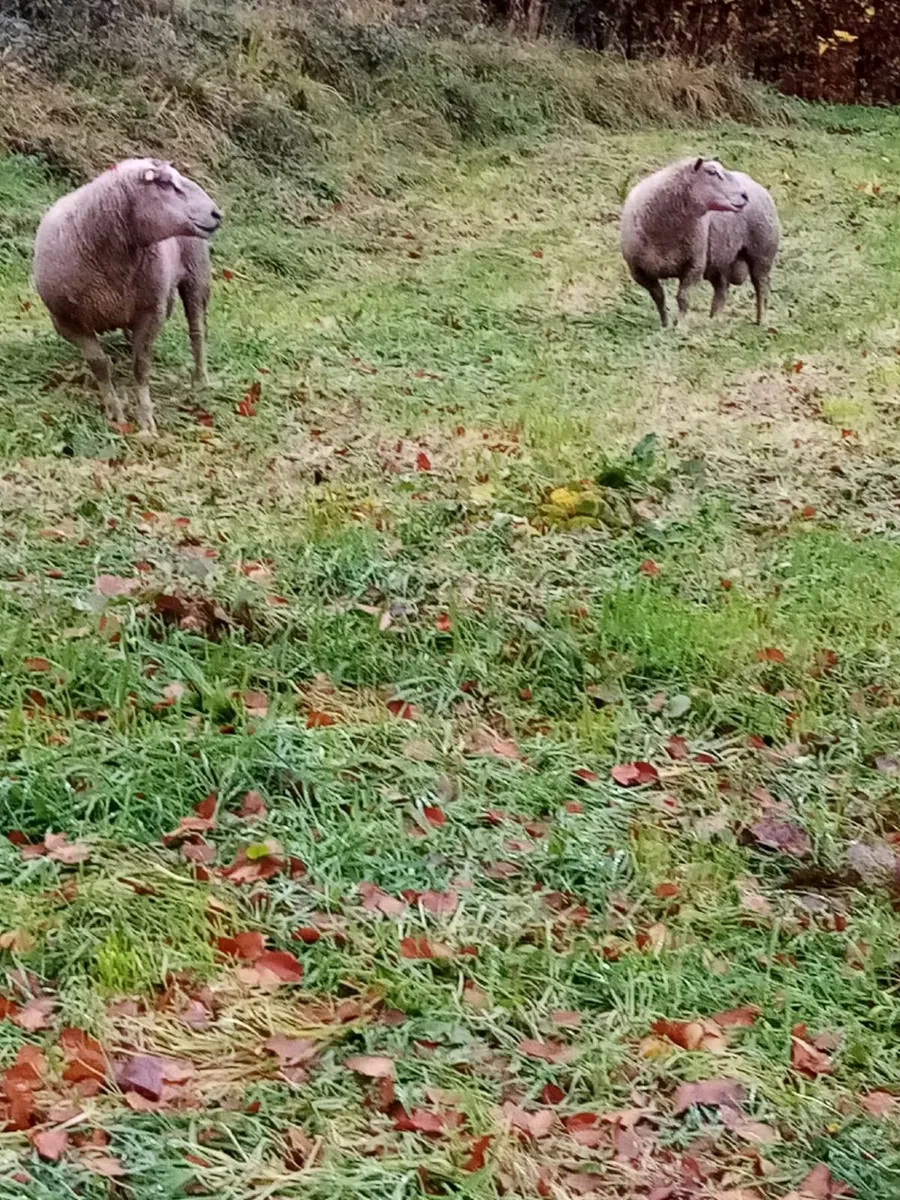 Cheviot, Suffolk & Texel Rams - Image 1