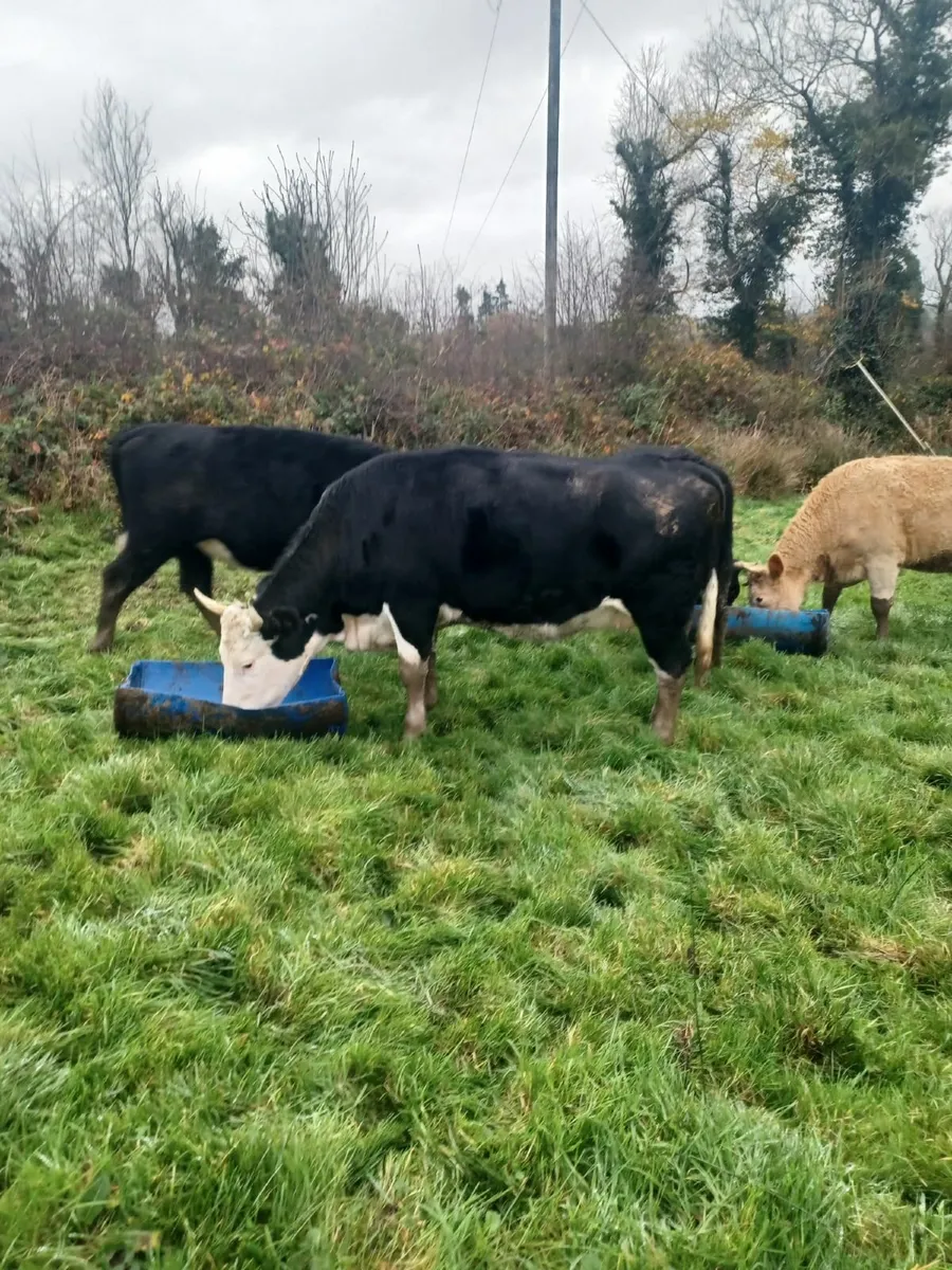 Dry Cow & Heifers - Image 1