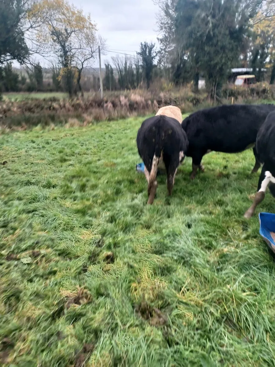 Dry Cow & Heifers - Image 2