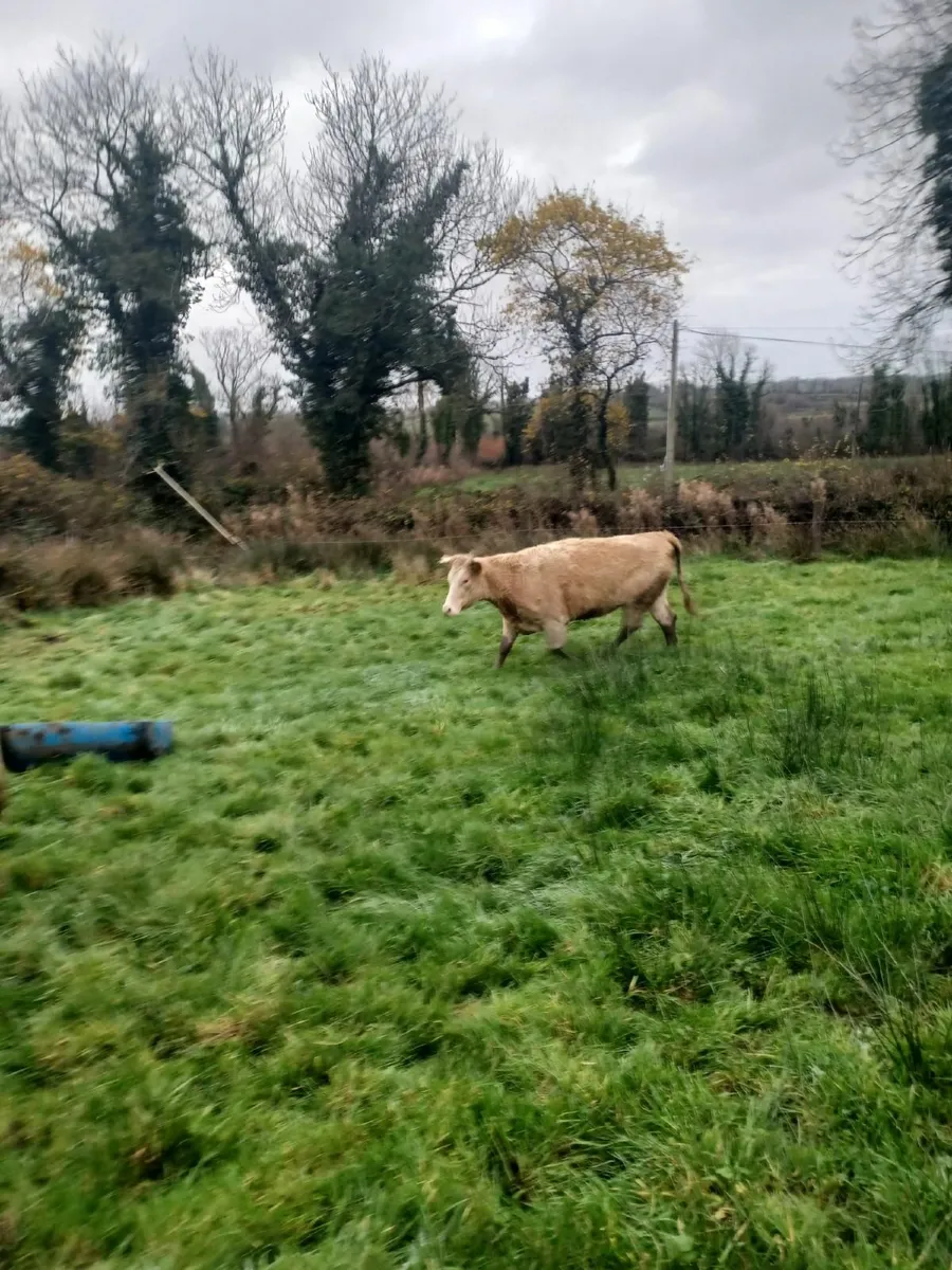 Dry Cow & Heifers - Image 3