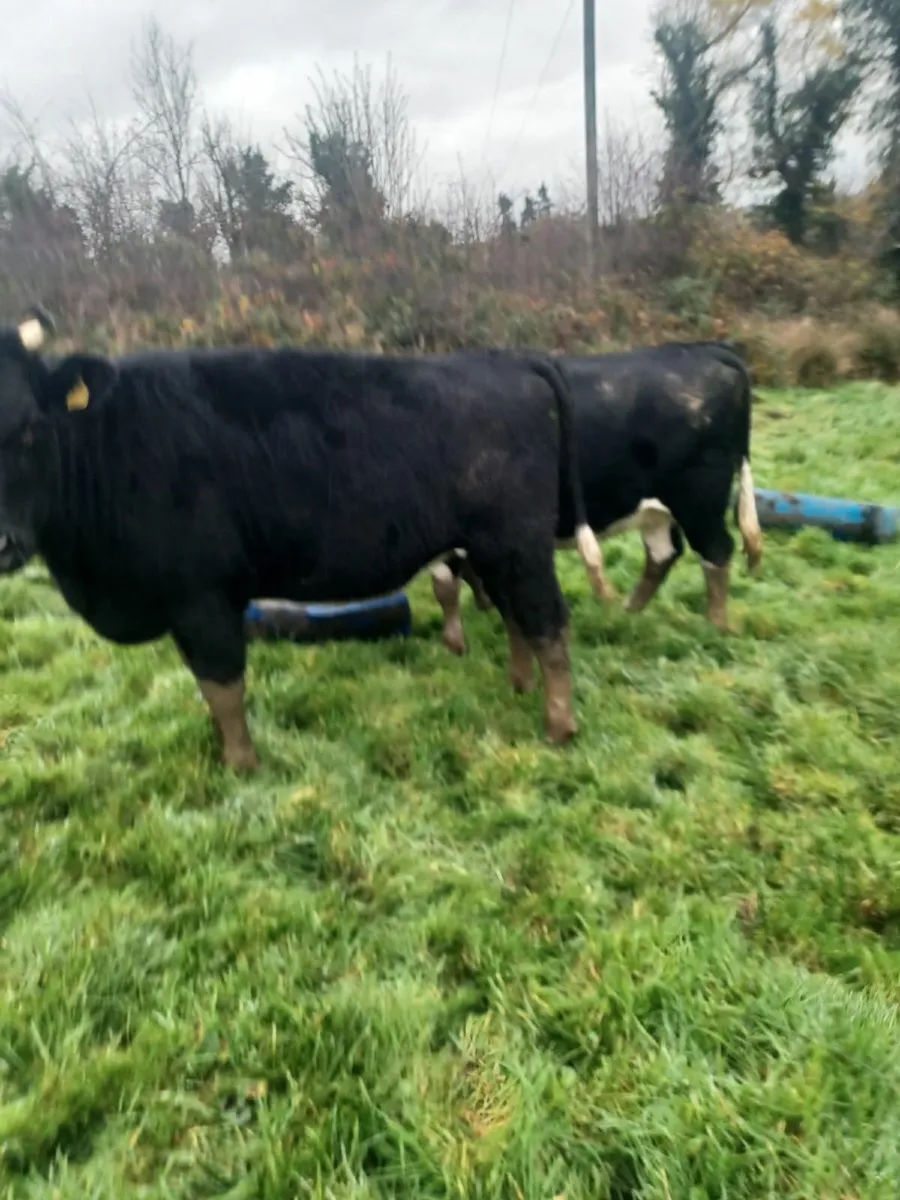 Dry Cow & Heifers - Image 4