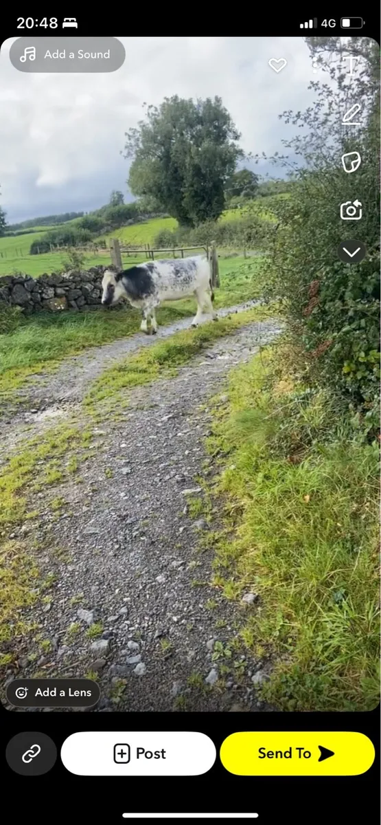 ⭐️pedigree Belgian blue calf’s ⭐️ - Image 3