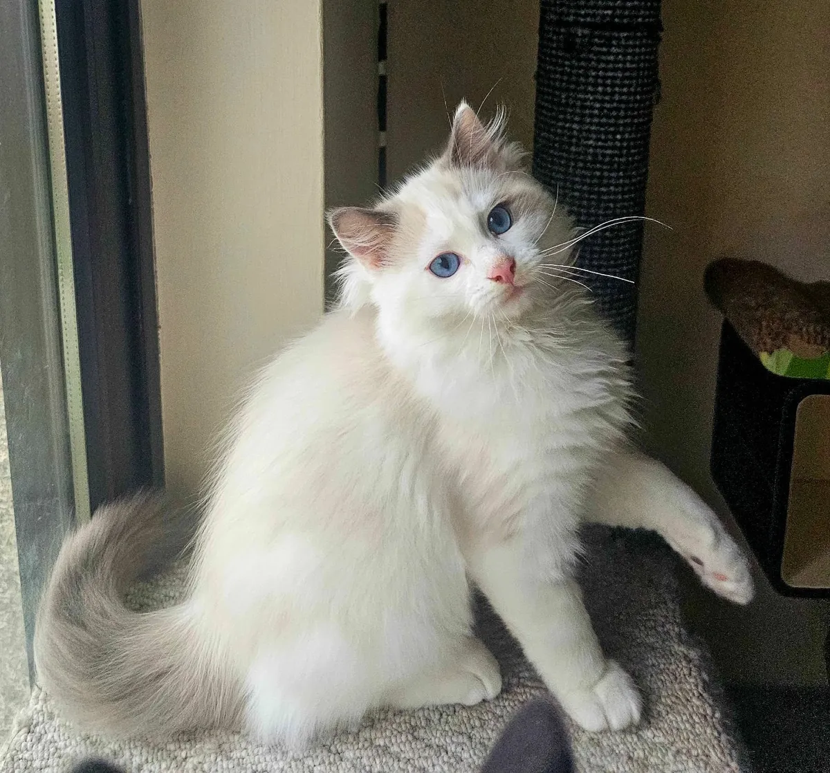 For sale gorgeous Ragdoll kitten - Image 1