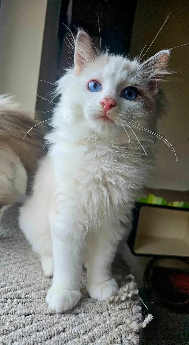 For sale gorgeous Ragdoll kitten - Image 2