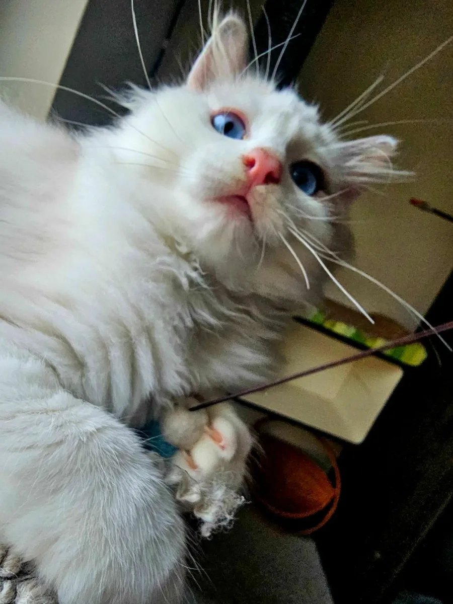 For sale gorgeous Ragdoll kitten - Image 3