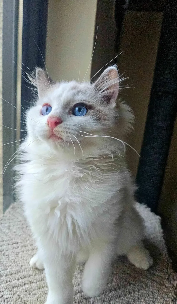 For sale gorgeous Ragdoll kitten - Image 4