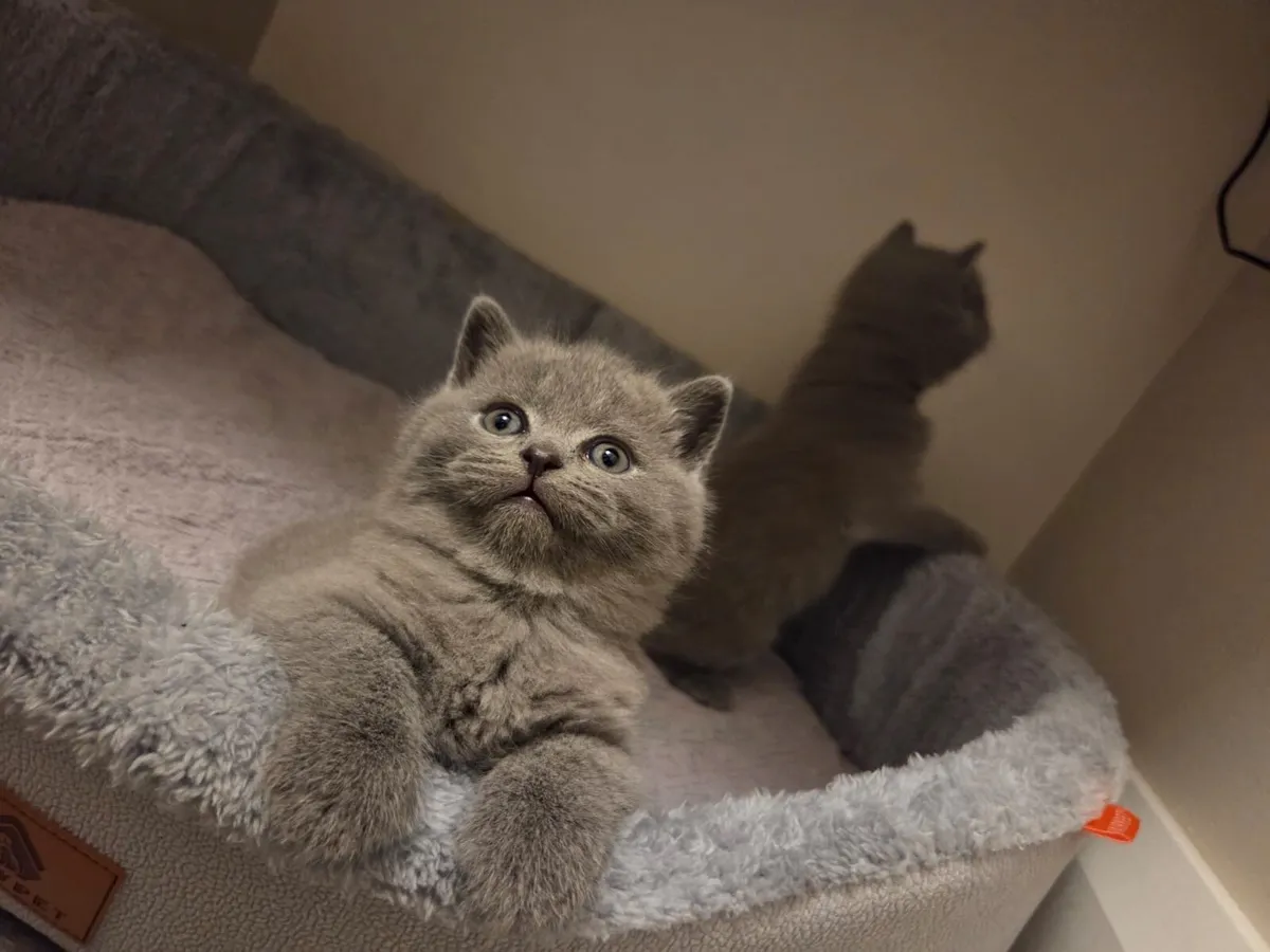 British Shorthair kittens - Image 2