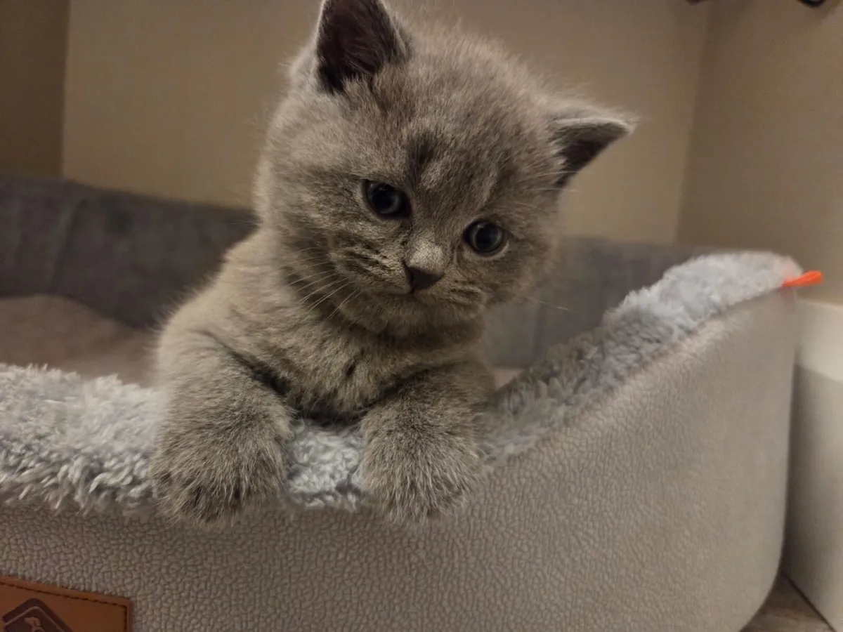 British Shorthair kittens - Image 1