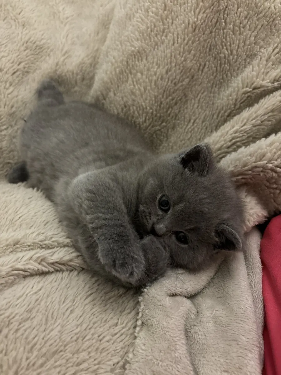 British Shorthair kittens - Image 3