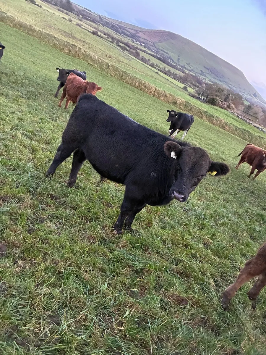 AAX LMX AUX & FRX weanlings - Image 1