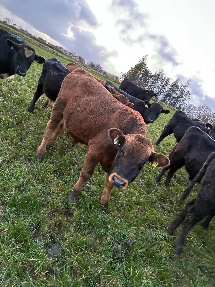 AAX LMX AUX & FRX weanlings - Image 2