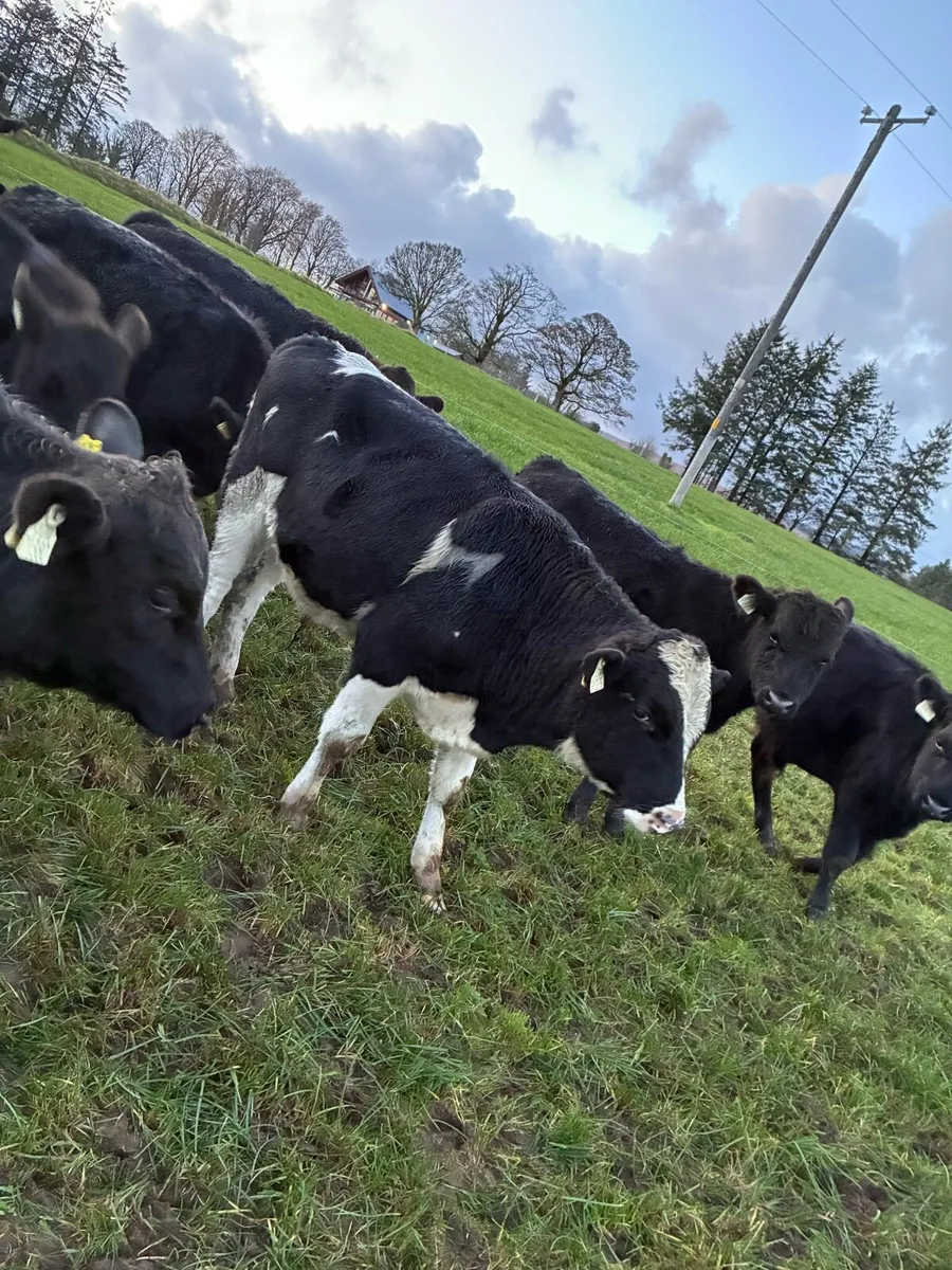 AAX LMX AUX & FRX weanlings - Image 3