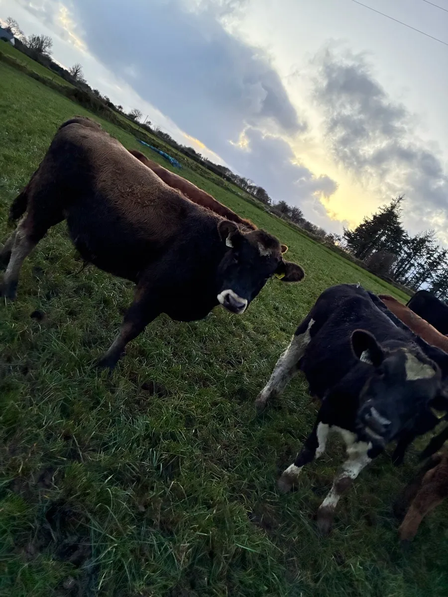 AAX LMX AUX & FRX weanlings - Image 4