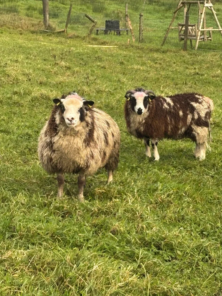 🐑Ewe Lambs ForSale x4 - Image 1