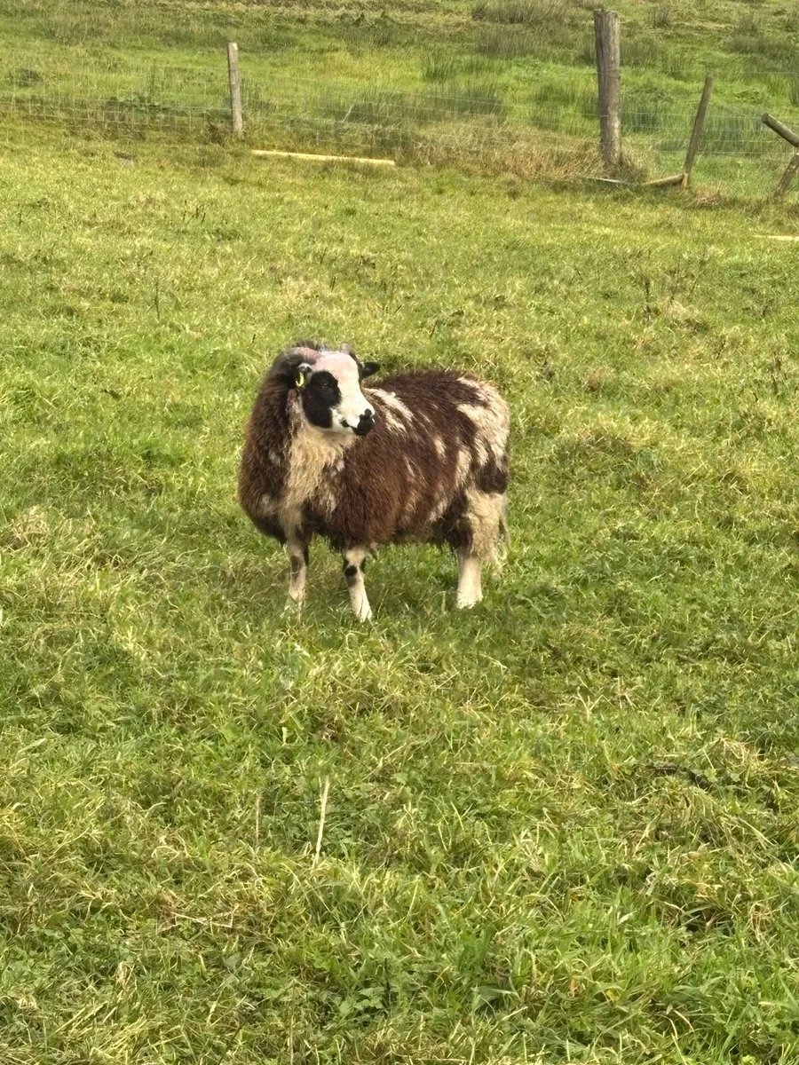 🐑Ewe Lambs ForSale x4 - Image 2