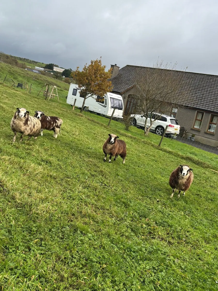 🐑Ewe Lambs ForSale x4 - Image 3