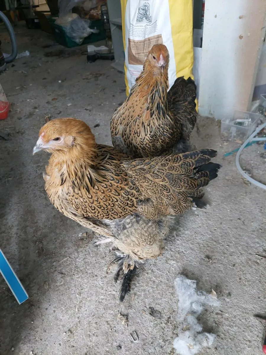 Poultry, Geese and Rabbits - Image 1