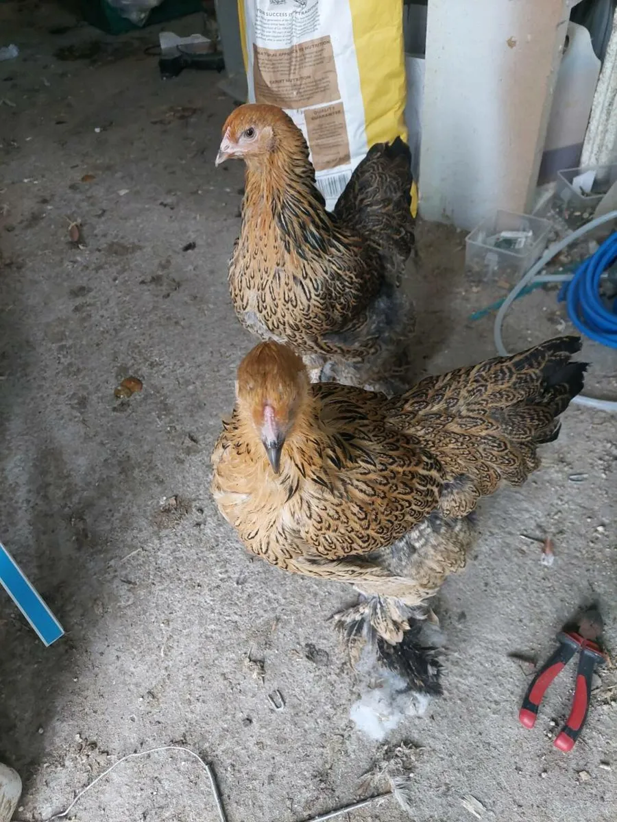 Poultry, Geese and Rabbits - Image 2