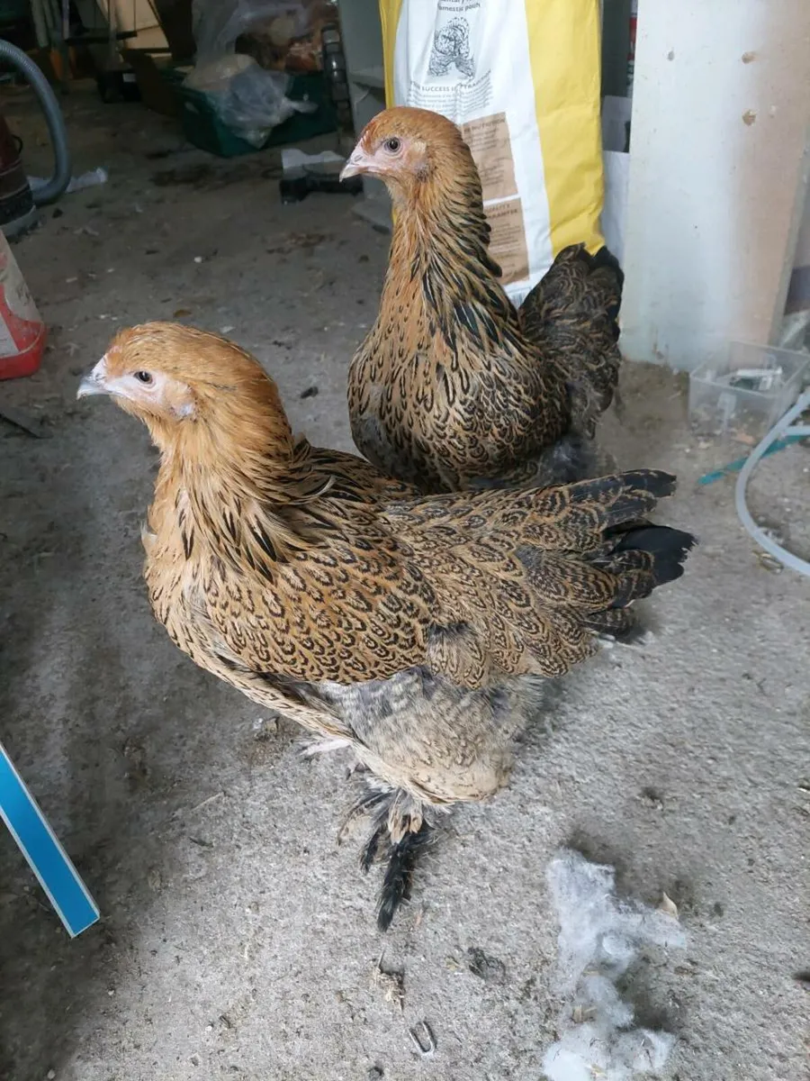 Poultry, Geese and Rabbits - Image 3