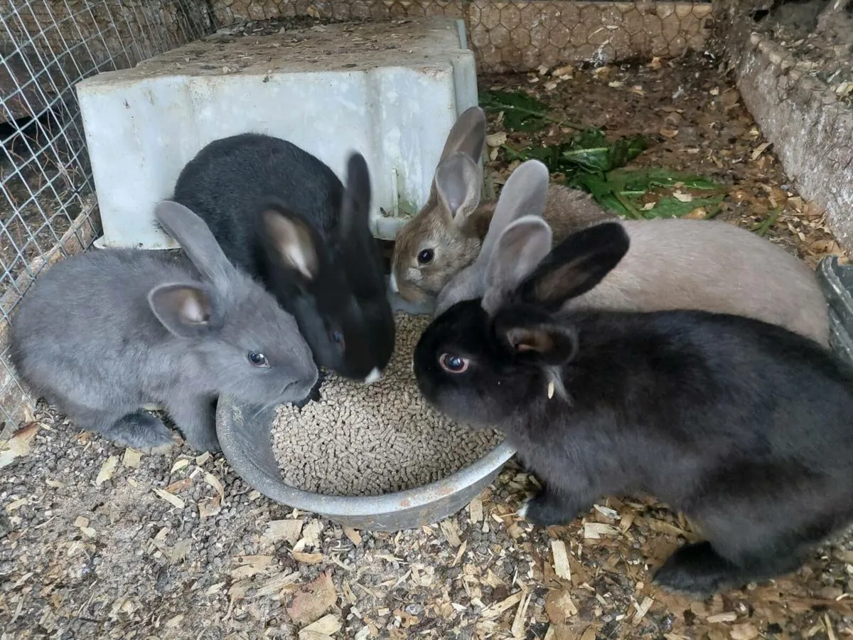 Poultry, Geese and Rabbits - Image 4