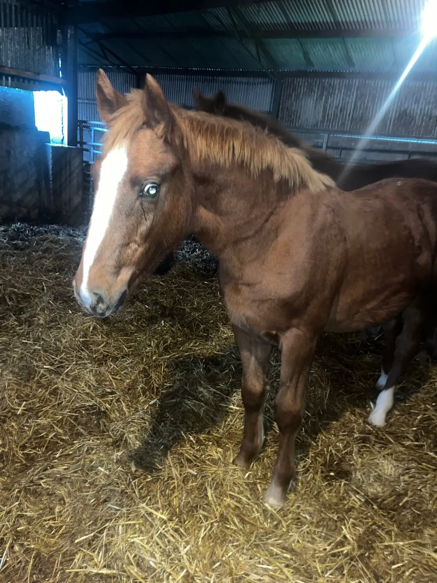 Irish Draught Filly foal - Image 1