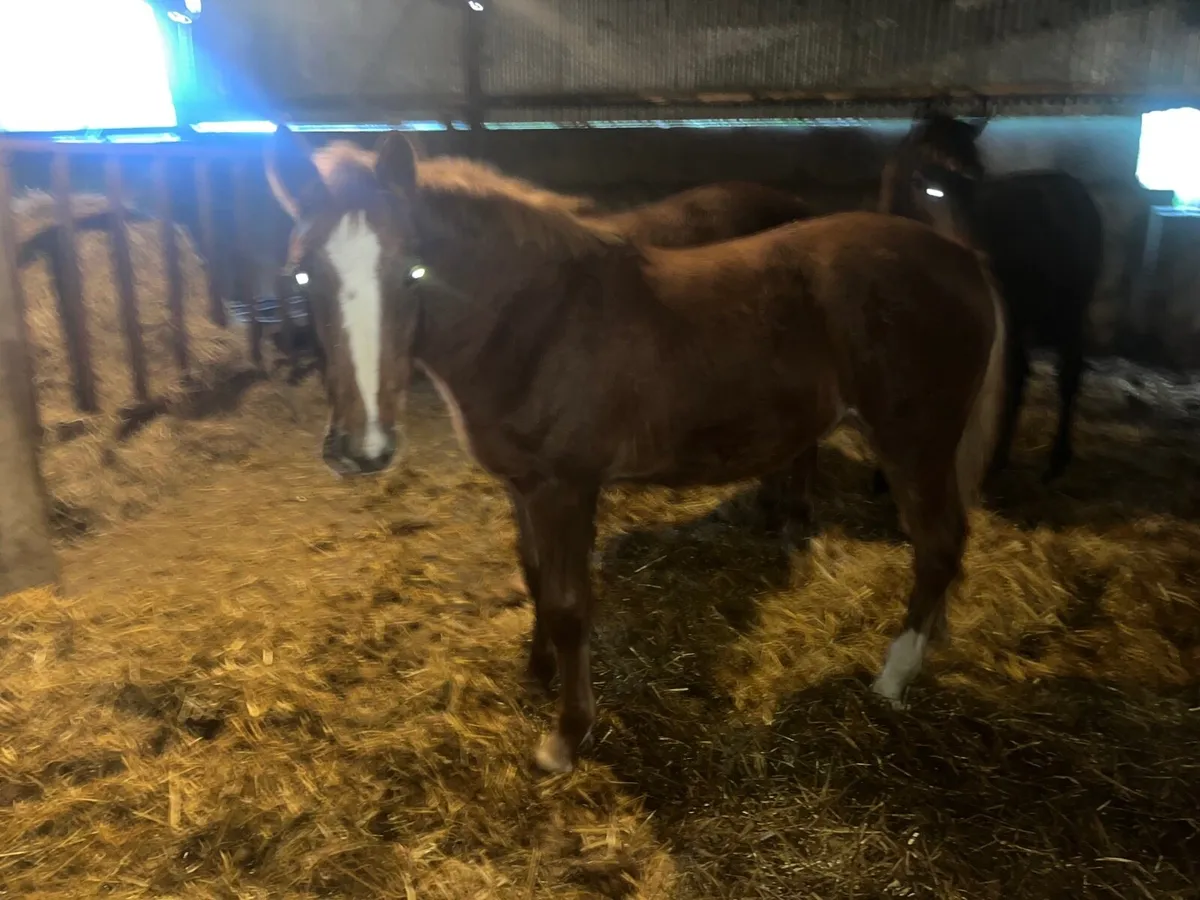 Irish Draught Filly foal - Image 2