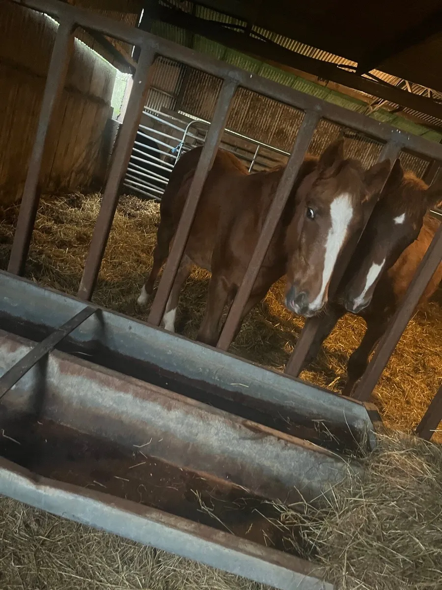 Irish Draught Filly foal - Image 3