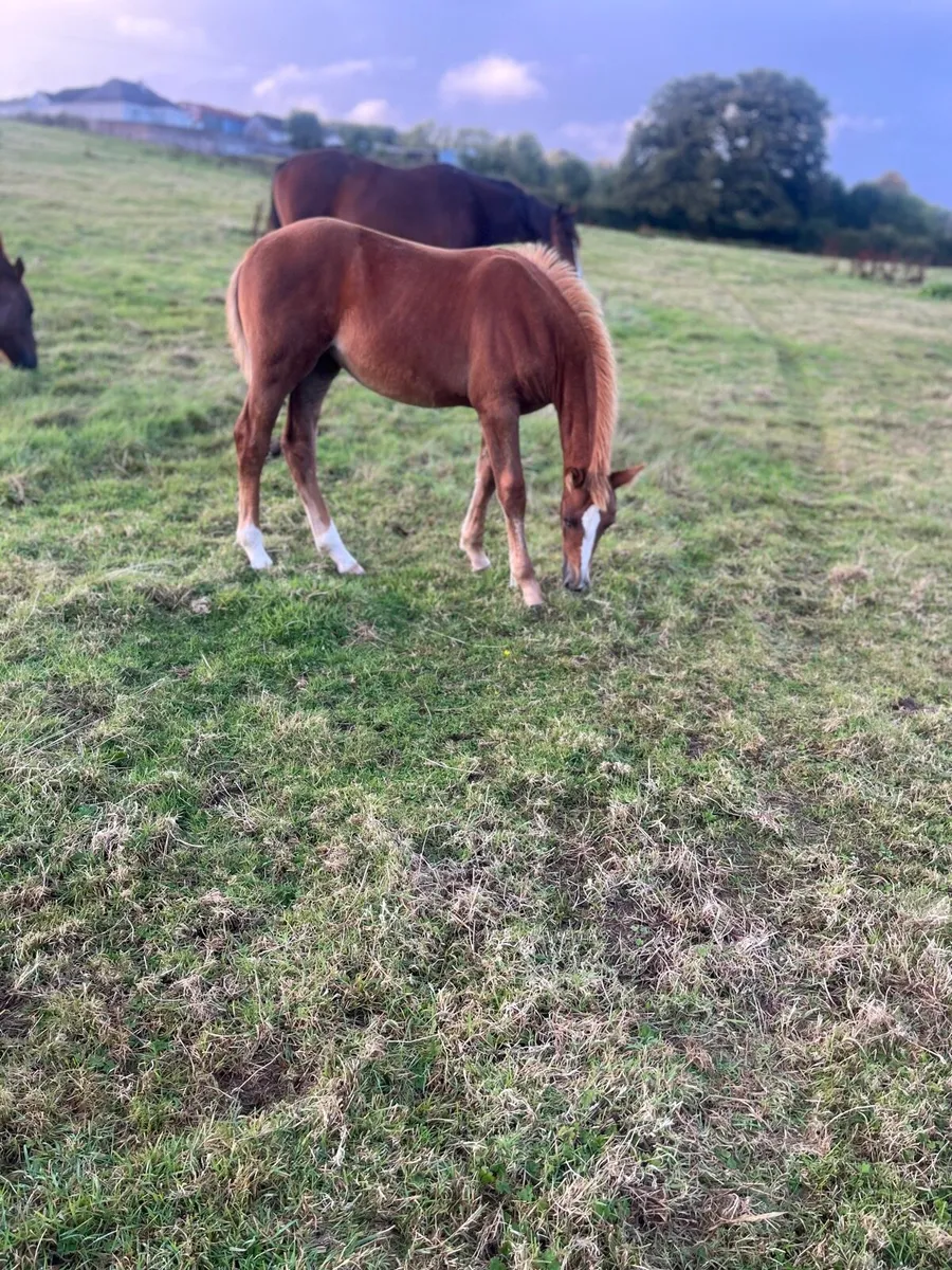 Irish Draught Filly foal - Image 4