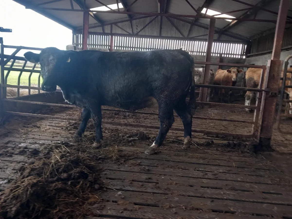 Incalf heifers - Image 1