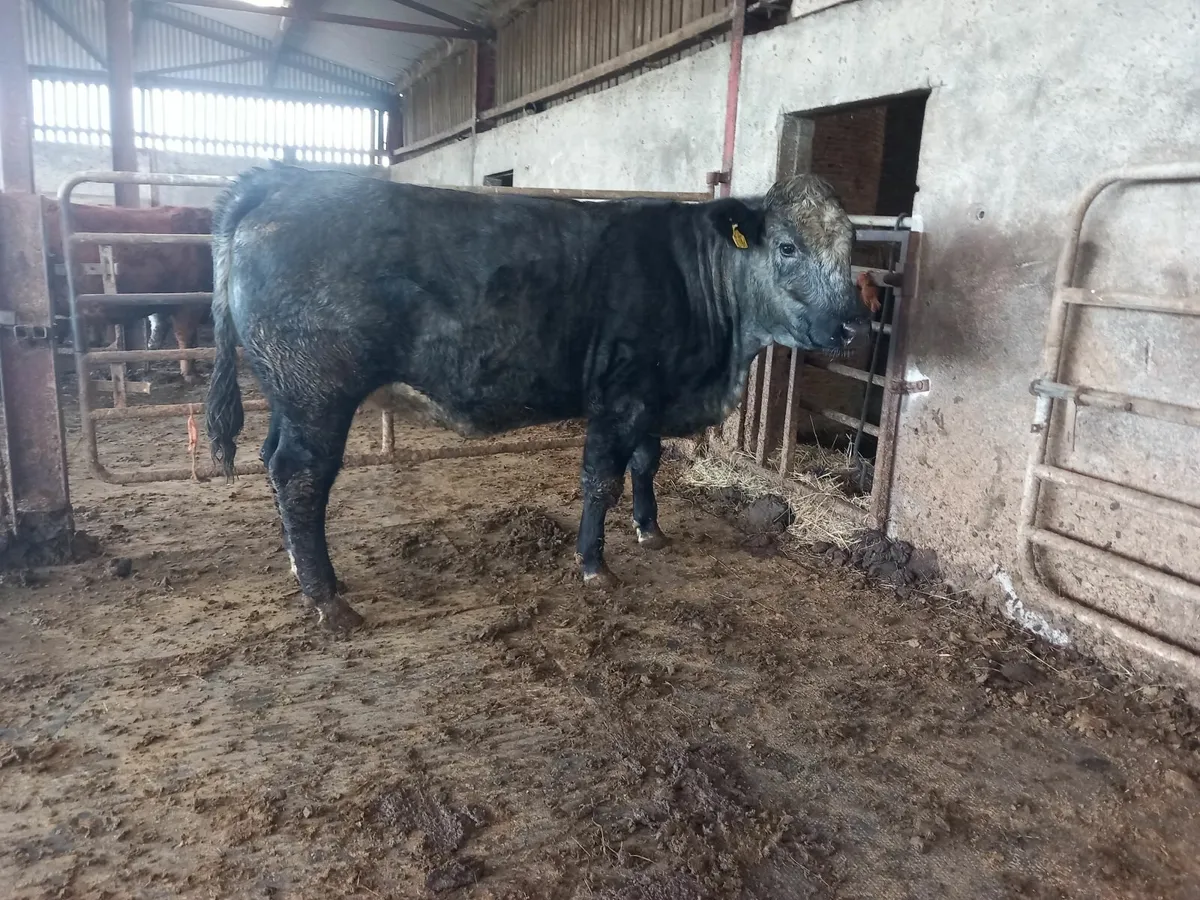 Incalf heifers - Image 2