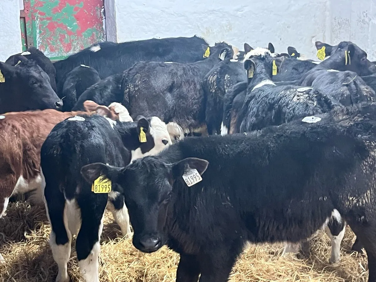 Autumn Born Calves Now Available - Image 2