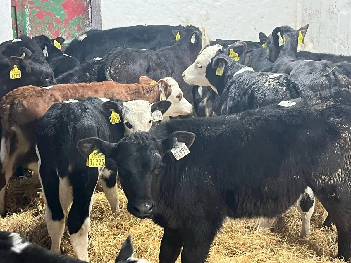 Autumn Born Calves Now Available - Image 3
