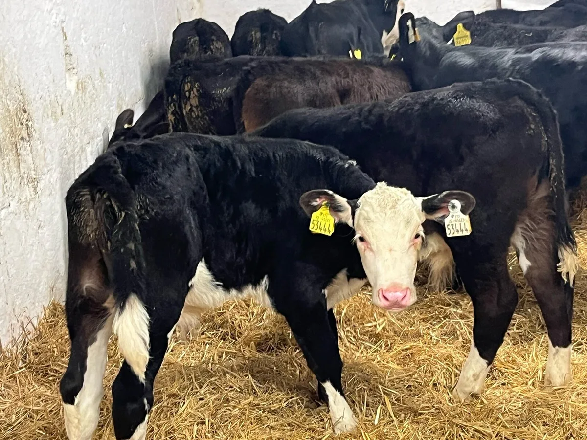 Autumn Born Calves Now Available - Image 4