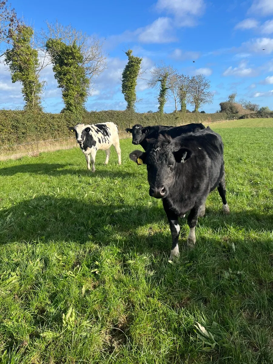 Springing heifers - Image 1